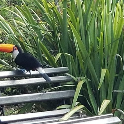 imgi_4_tucano